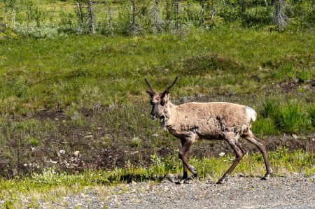 keine rote Nase🤷🏻, Rudi ist es nicht 😁