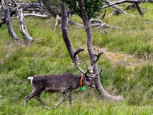 Hat zwar keine rote Nase...